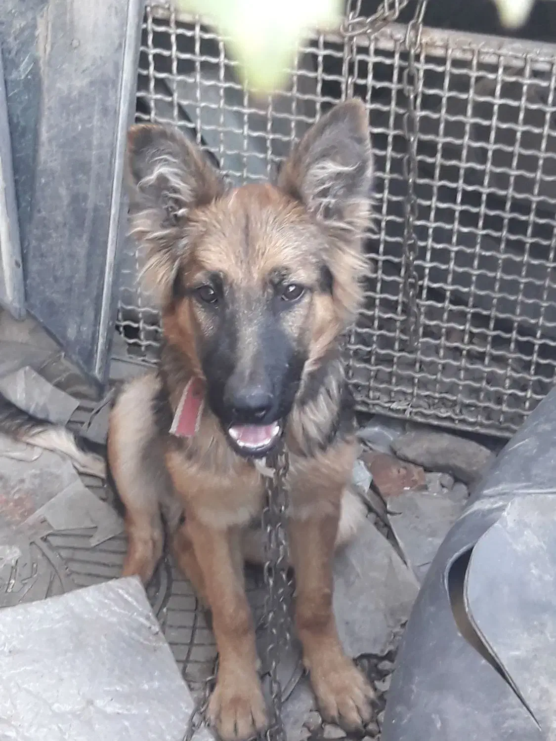 ژرمن شپرد|سگ|گرگان, |دیوار