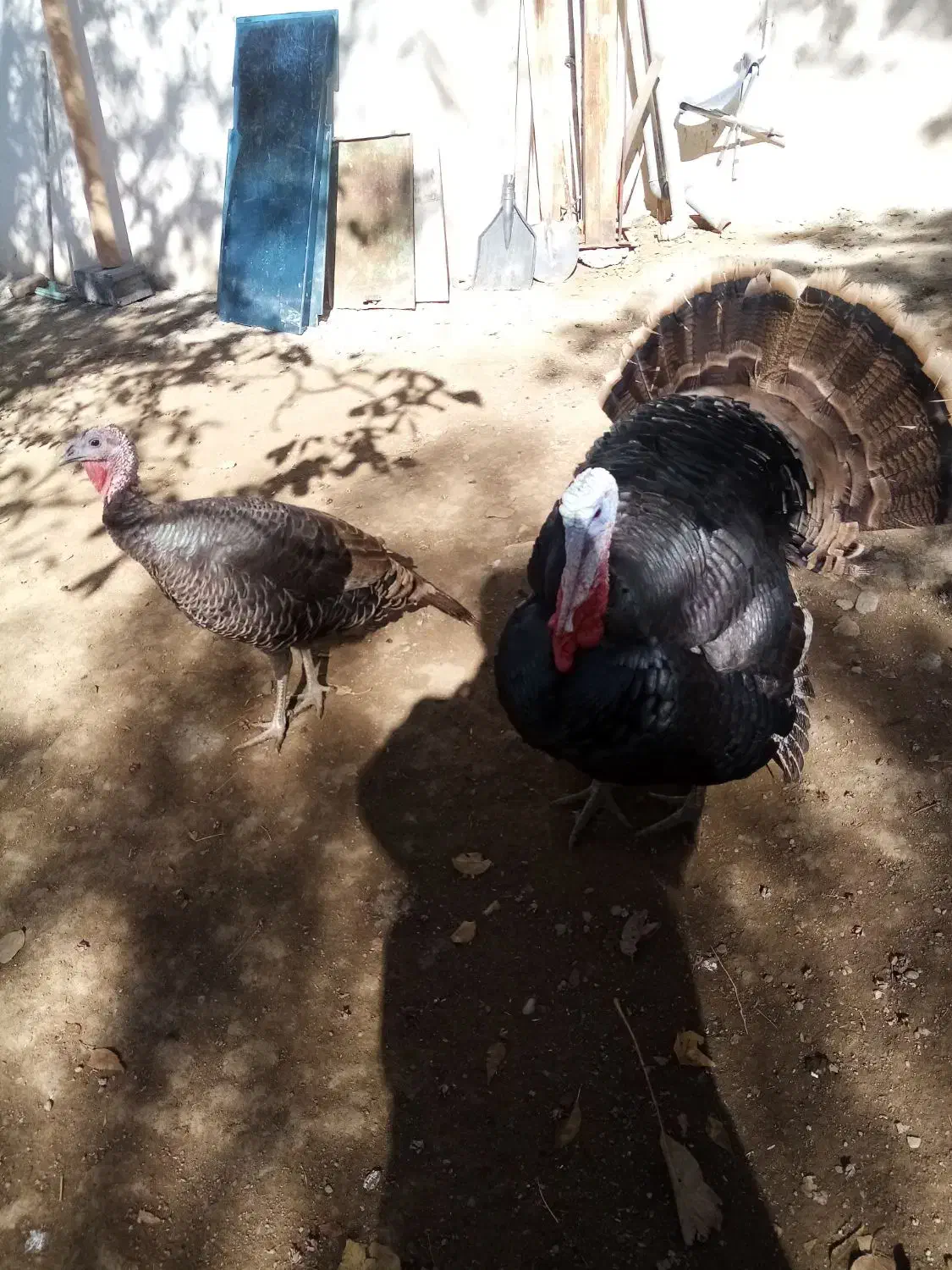 بوقلمون نر و ماده و نیمچه|حیوانات مزرعه|سنندج, |دیوار