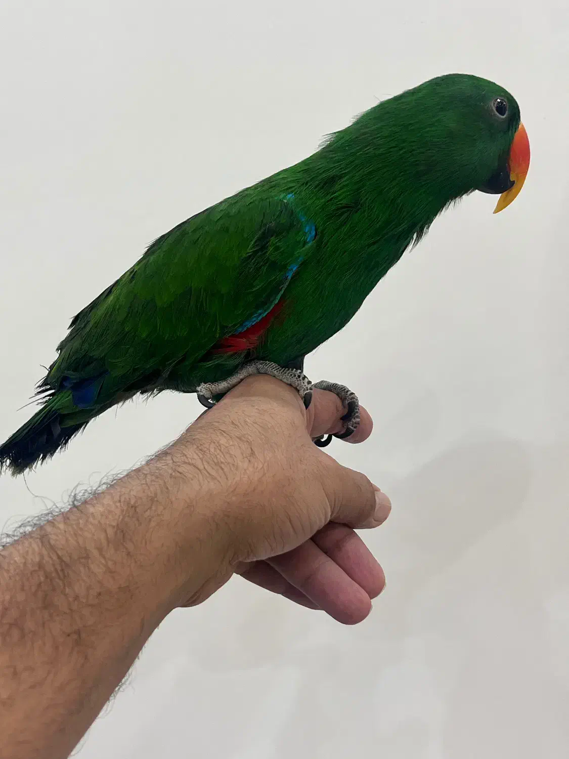 طوطی اکلکتوس|پرنده|گنبد کاووس, |دیوار