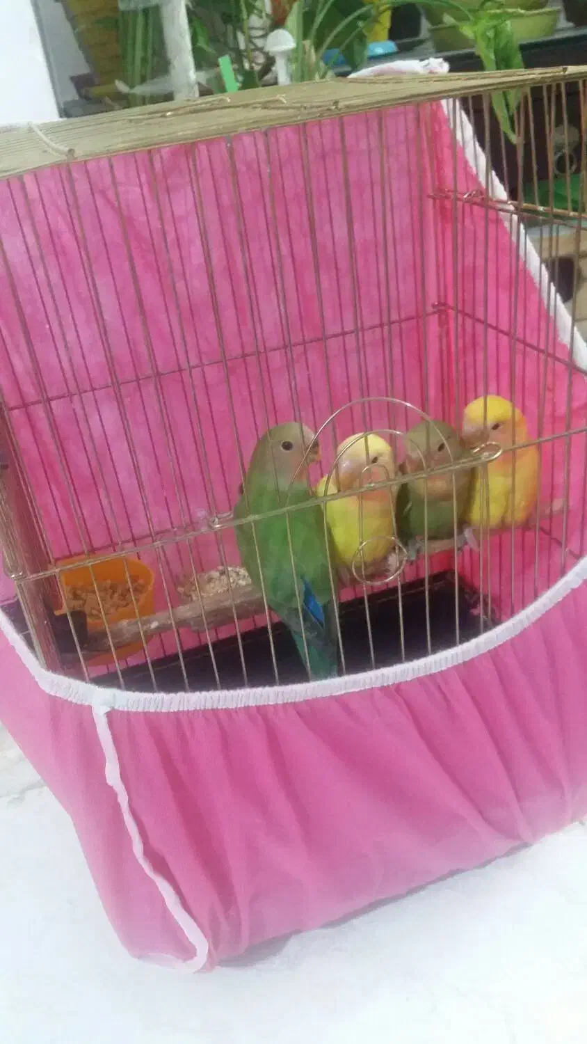 پرنده|پرنده|ملارد, |دیوار