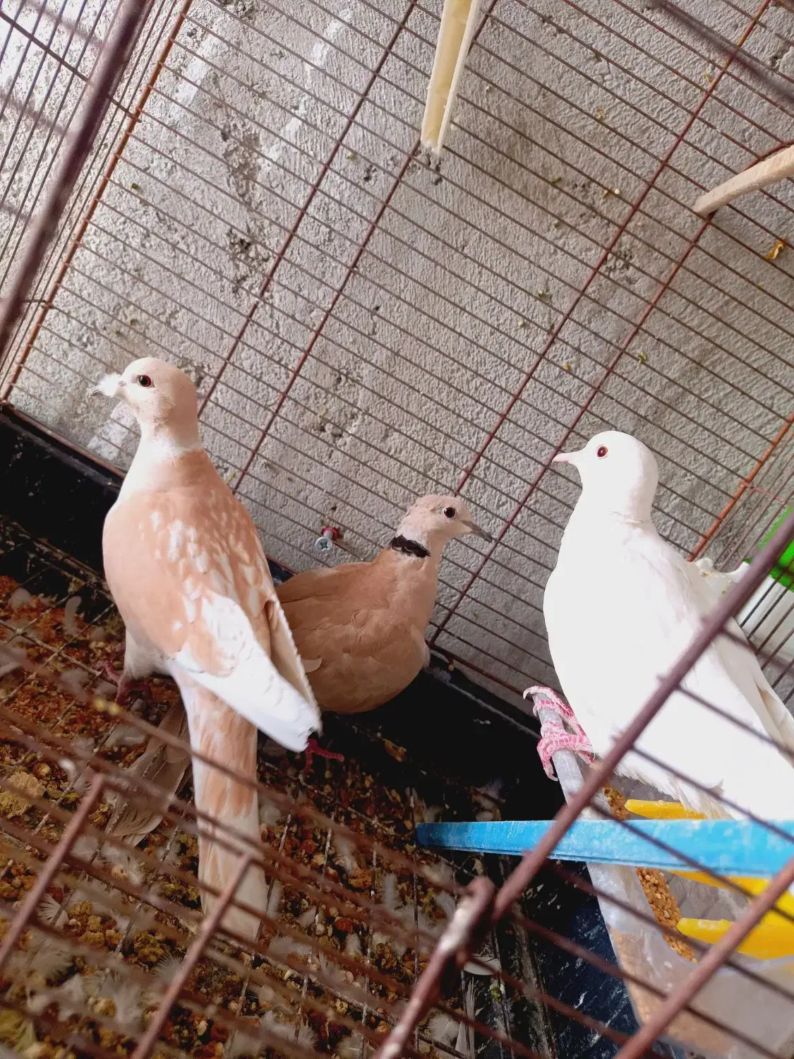 فروشی|پرنده|سراوان, |دیوار