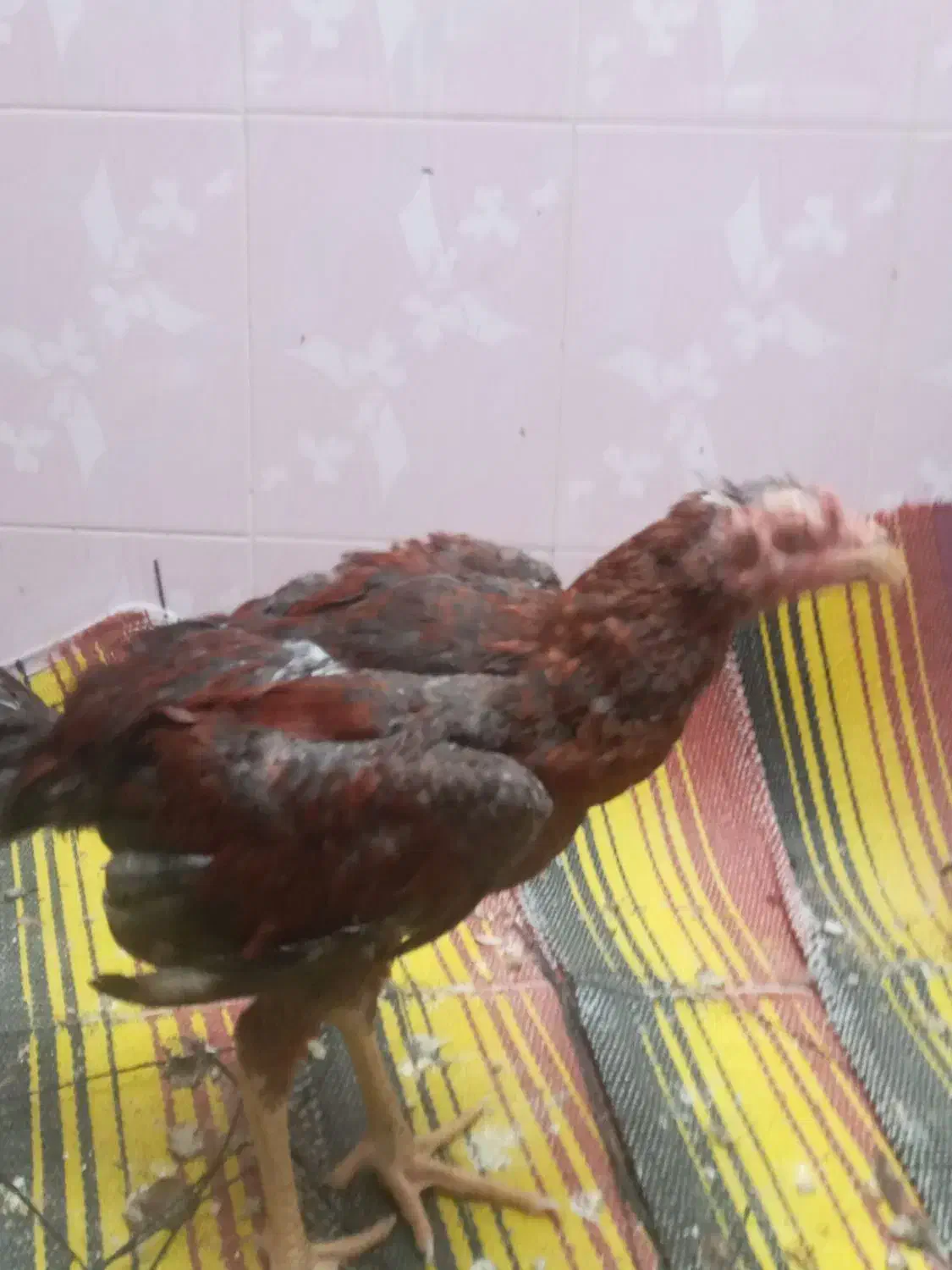 جوجه یا خروس لاری|حیوانات مزرعه|کلاله, |دیوار