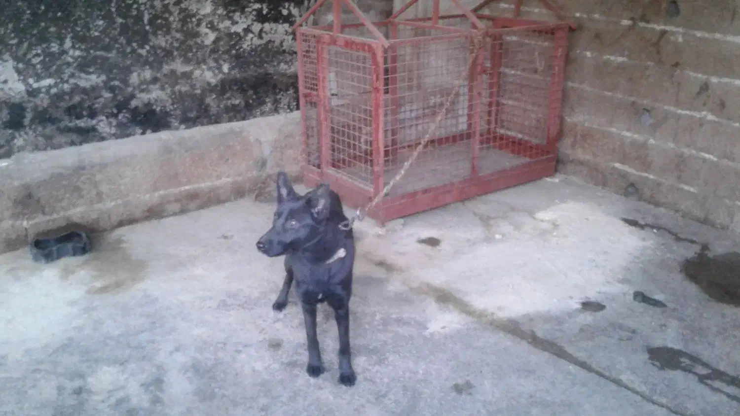 سگ ژرمن بلک.ماده7ماهه|سگ|لاهیجان, لیالستان|دیوار