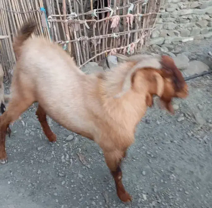 گوسفند|حیوانات مزرعه|بشاگرد, |دیوار