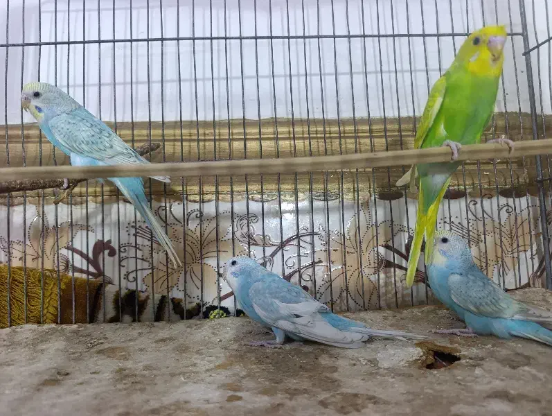 مرغ عشق رینبو اسپانگل جوان|پرنده|ایرانشهر, |دیوار