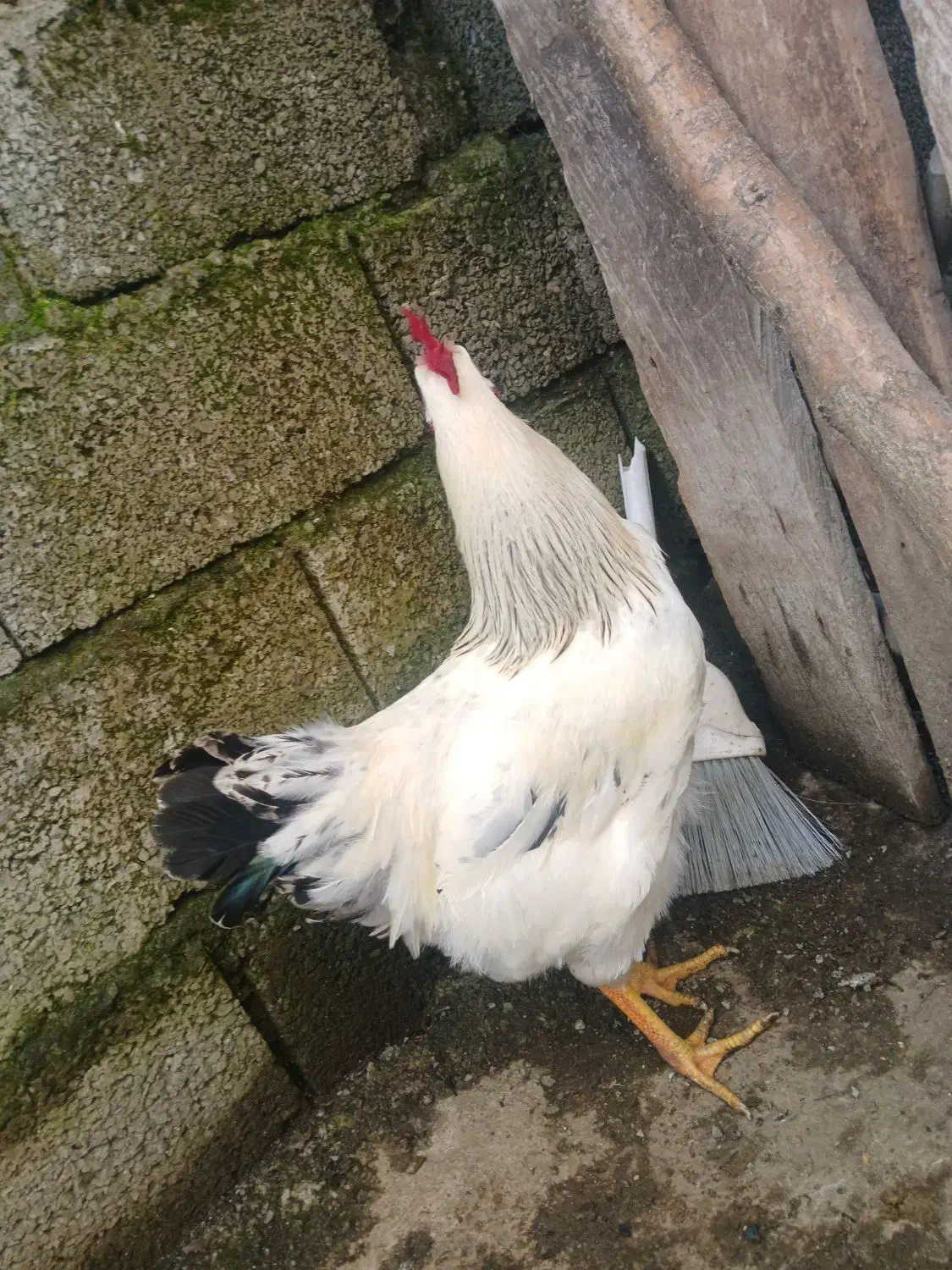 خروس محلی|حیوانات مزرعه|کلاچای, |دیوار