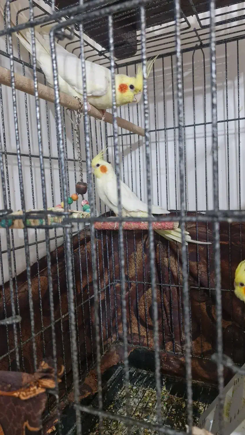 مرغ مینا .... یه جفت عروس هلندی|پرنده|مرودشت, ثبت احوال|دیوار