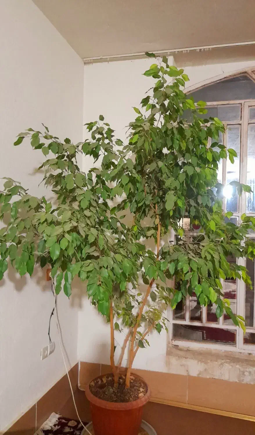 گل طبیعی|گل و گیاه طبیعی|بیضا, |دیوار