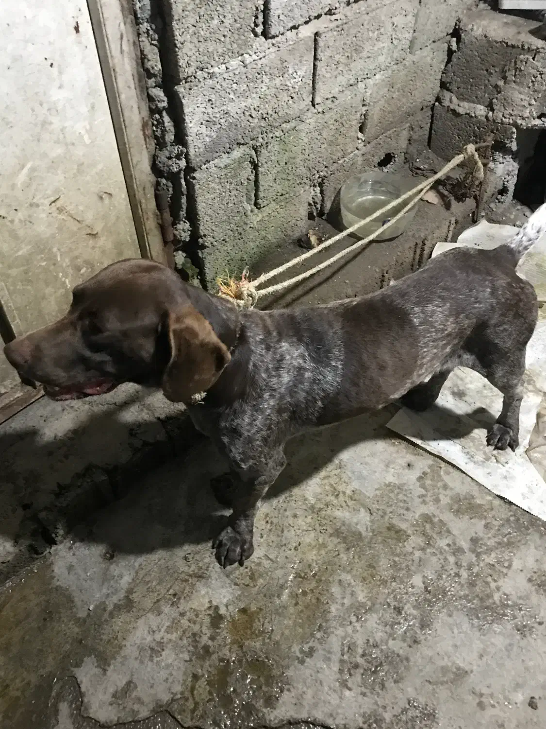 سگ توله شکاری|سگ|لاهیجان, طالقانی|دیوار