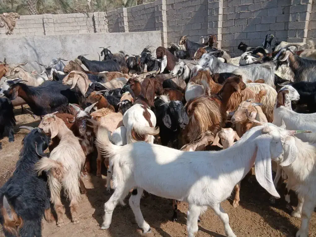 کهره چاق نروماده|حیوانات مزرعه|کنار تخته و کمار, |دیوار