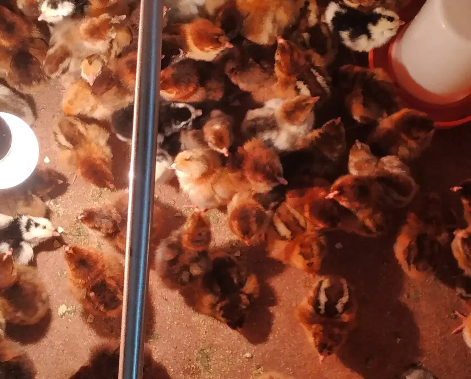 جوجه یک روزه گلپایگان و گلین|حیوانات مزرعه|آمل, |دیوار