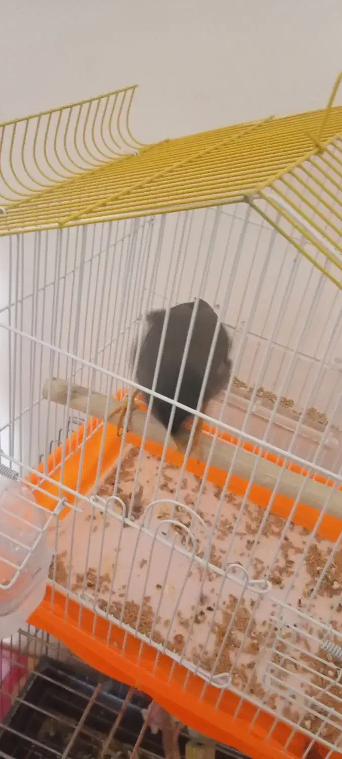 مینا نره|پرنده|قم, شهرک امام حسن|دیوار