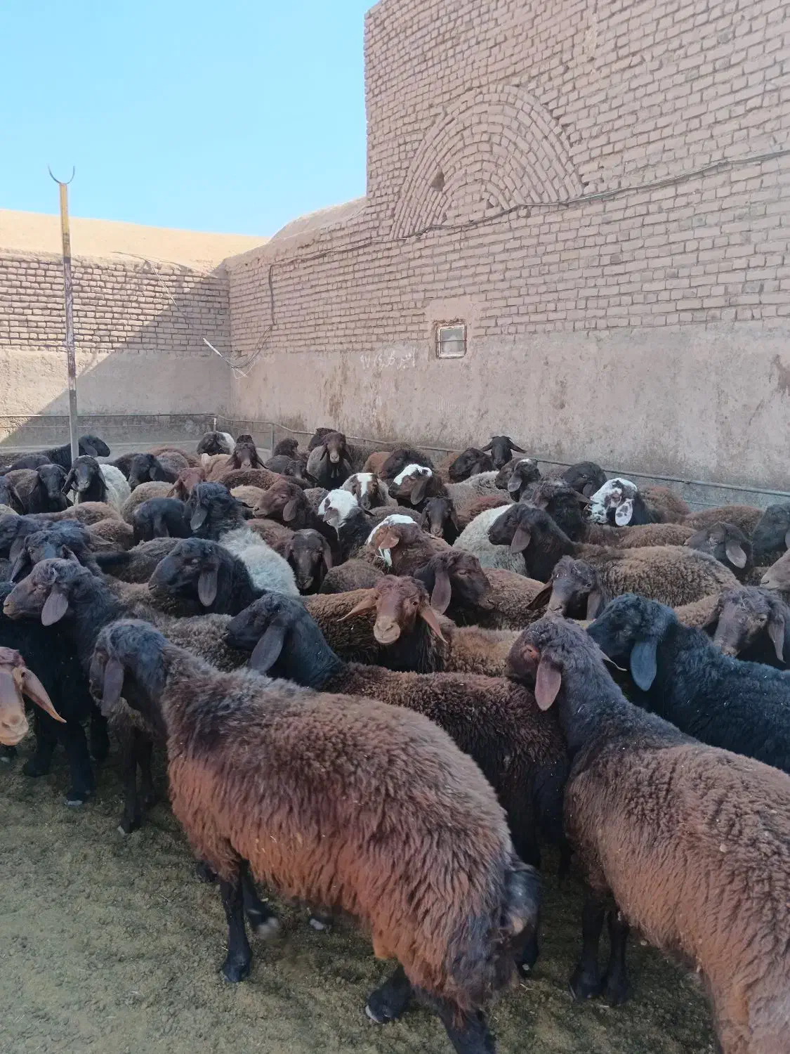 بره نر پروار|حیوانات مزرعه|باشتین, |دیوار