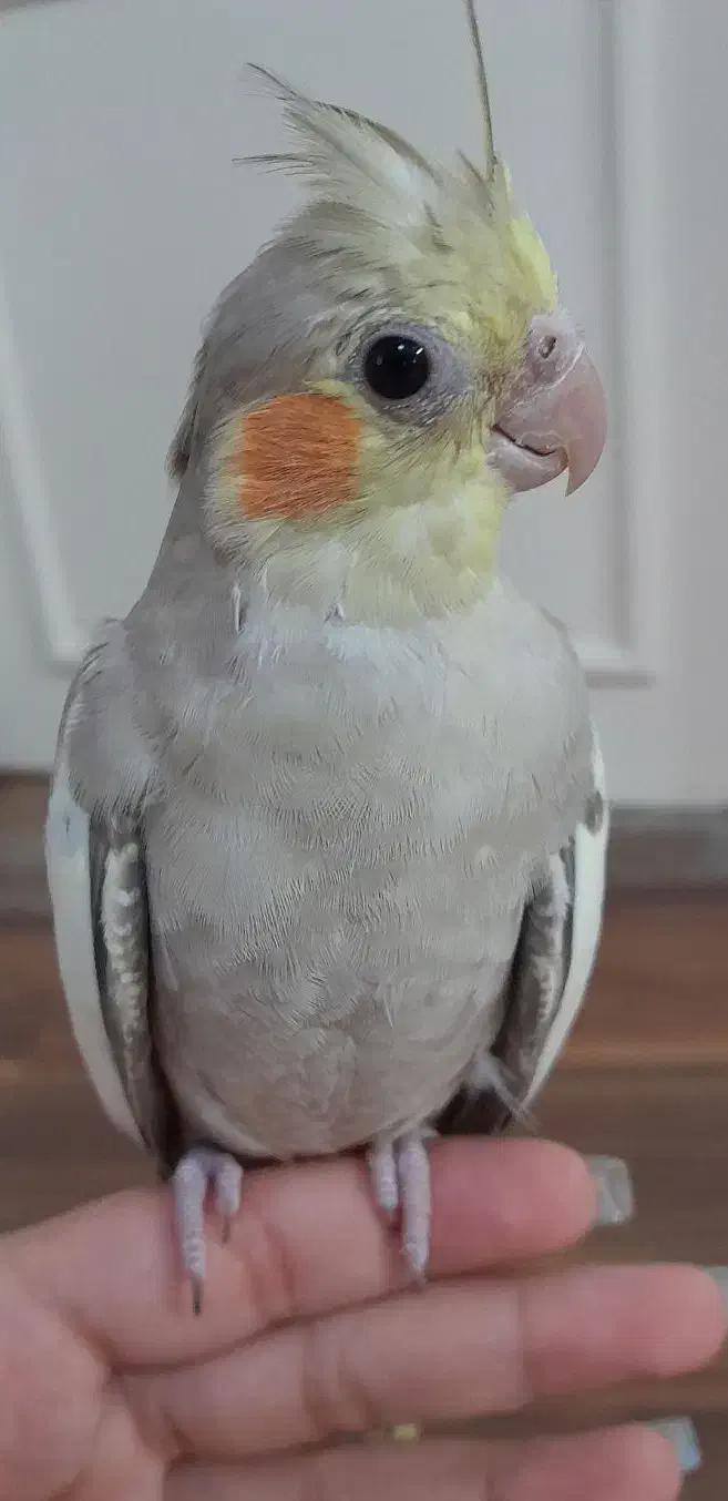 ماده فول رام|پرنده|بابل, |دیوار