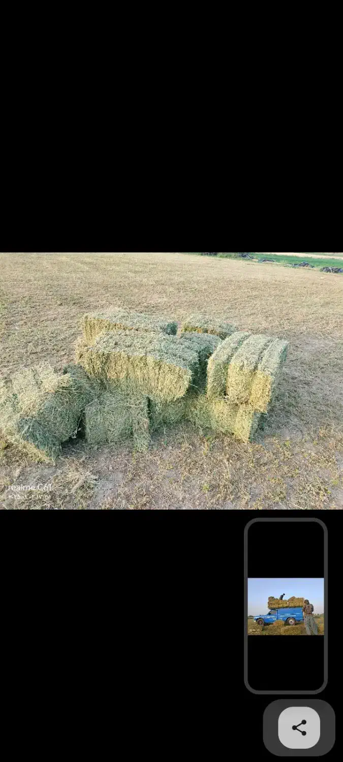 پرس یونجه ویونجه پودری|حیوانات مزرعه|سیرجان, |دیوار