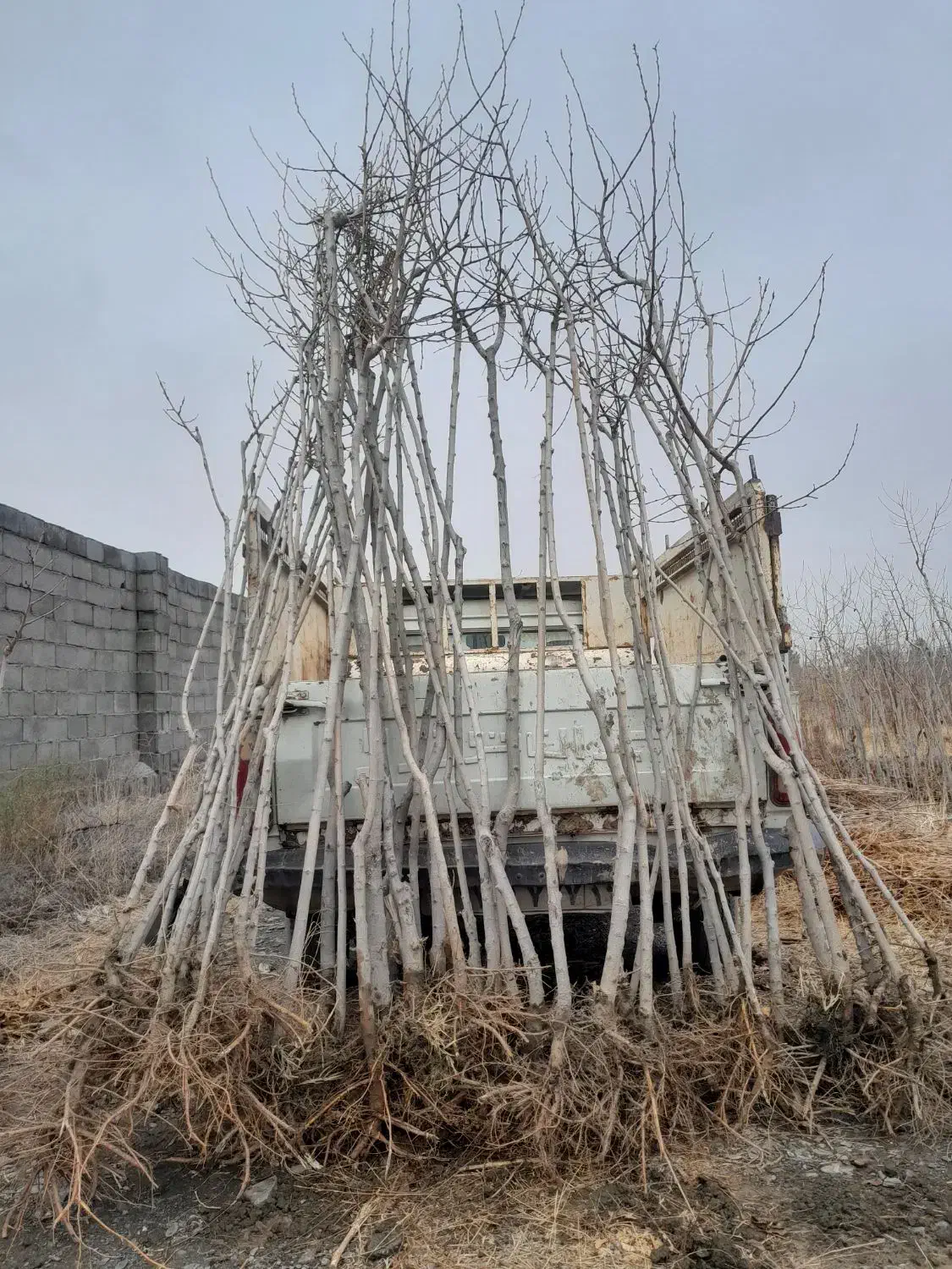 نهال توت|خدمات باغبانی و درختکاری|مشهد, درزآب|دیوار