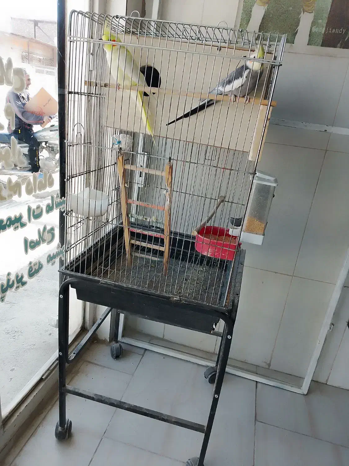 عروس|پرنده|شیروان (خراسان), |دیوار