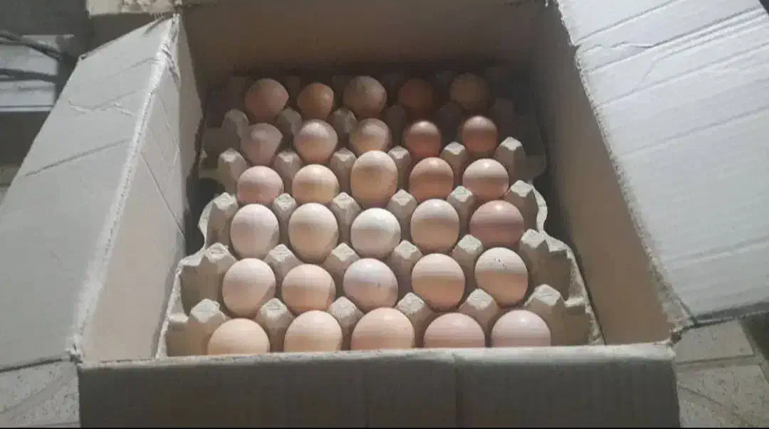 تخم مرغ|حیوانات مزرعه|لنگرود, |دیوار