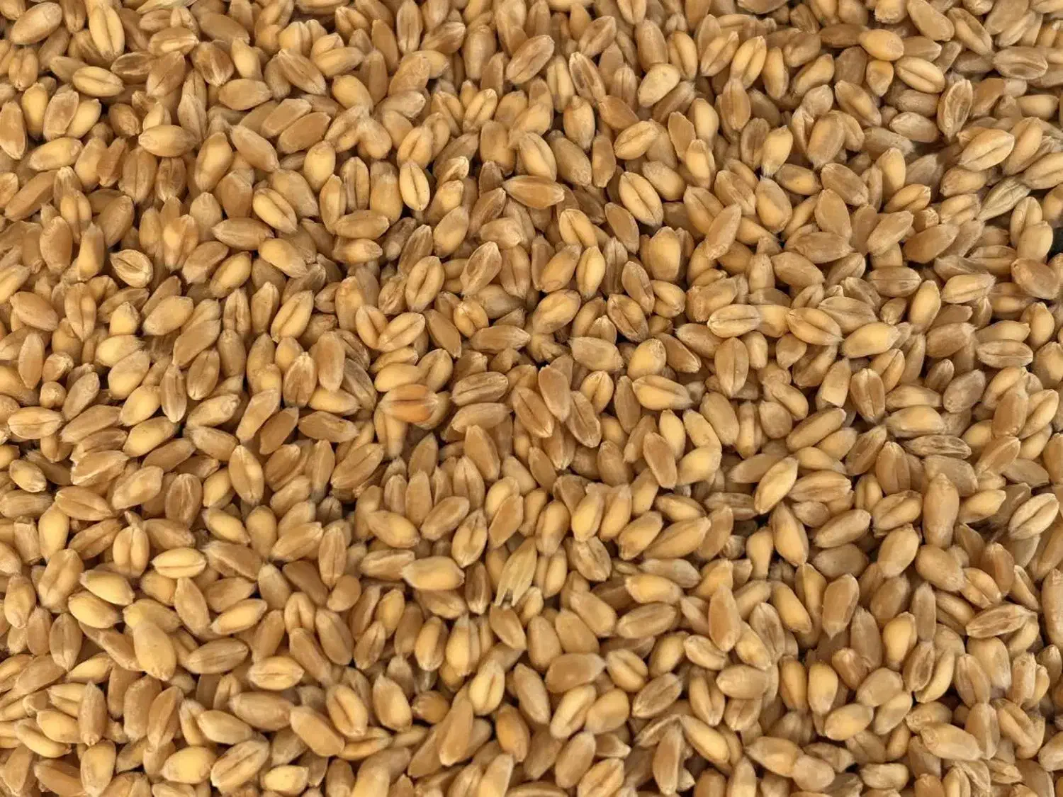 گندم سمنو 2 بار پاک شده با دستگاه|عمدهفروشی|قم, آذر (نکویی)|دیوار