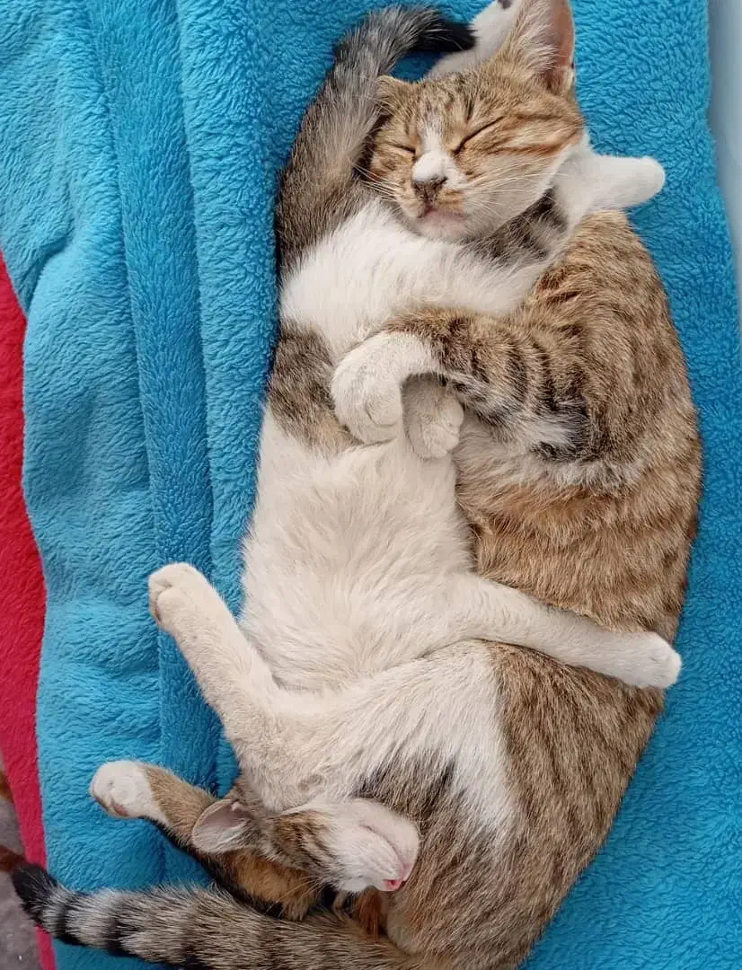 واگذاری فوری دوتا گربه باهم|گربه|زاهدان, |دیوار