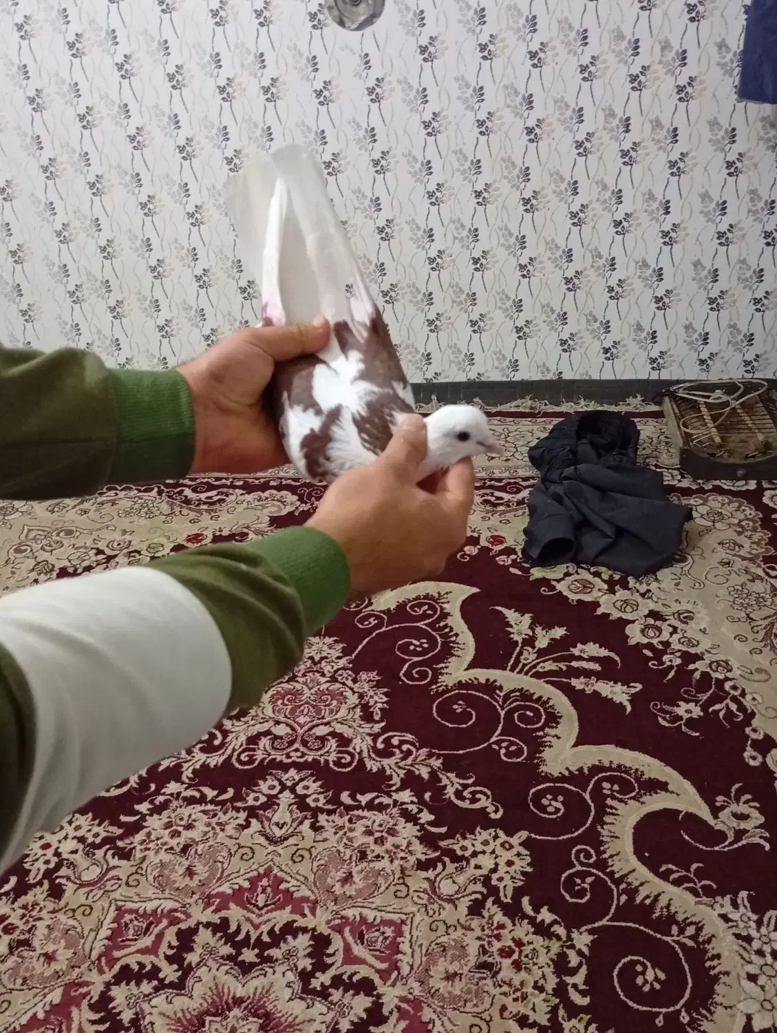 فوق زوردار|پرنده|کرمانشاه, |دیوار