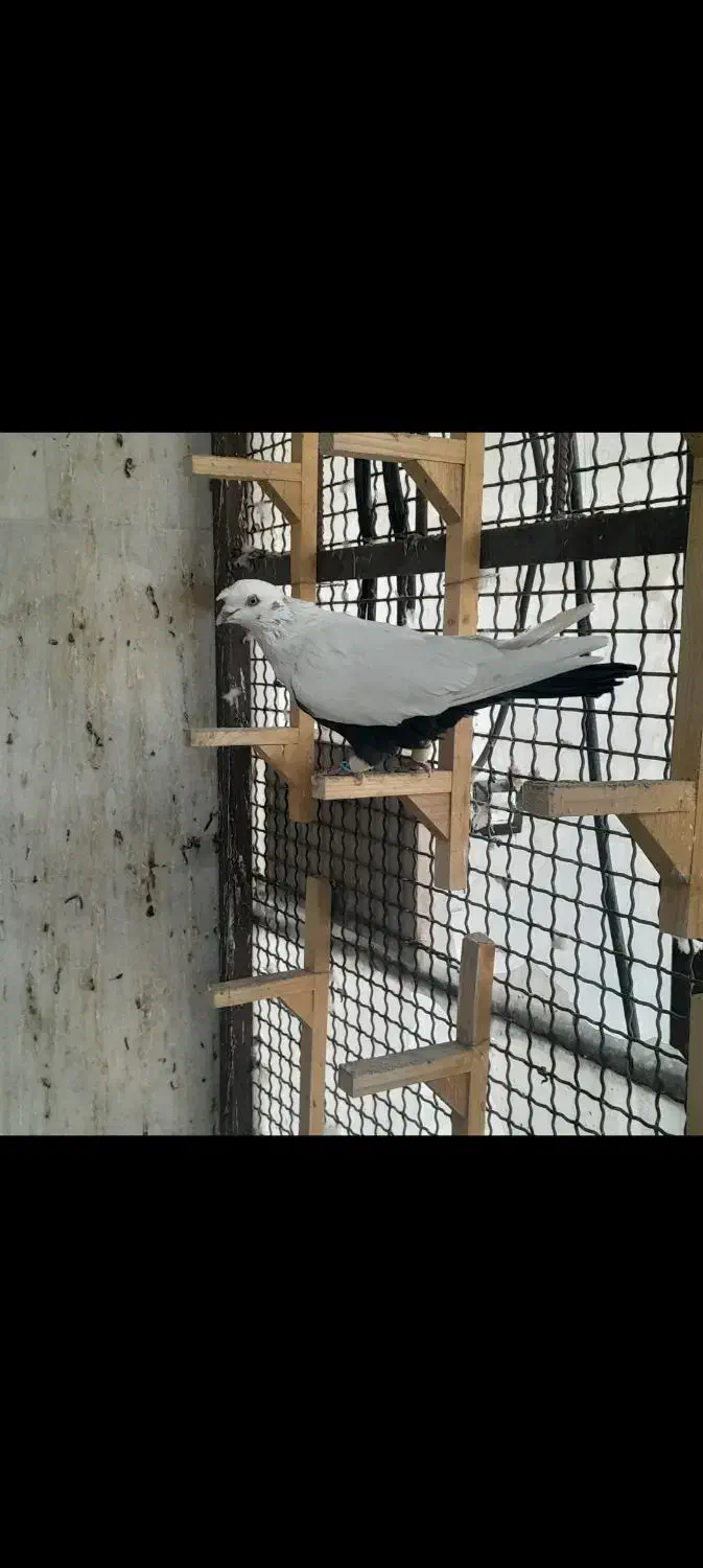 کفتر بهبونی و شهری|پرنده|شیراز, وزیرآباد|دیوار