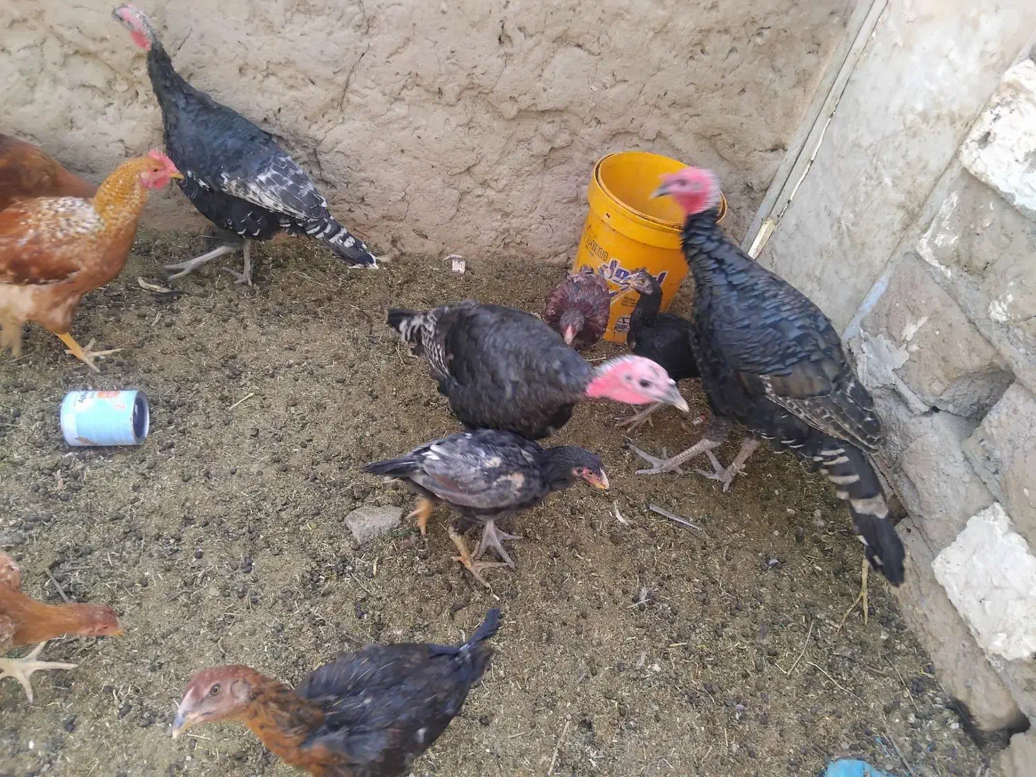 بوقلمون برنزه|پرنده|خواف, |دیوار