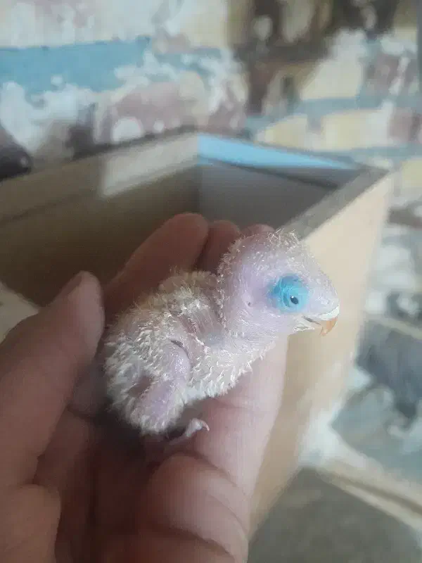 جوجه کوتوله|پرنده|تربت جام, نظامی|دیوار