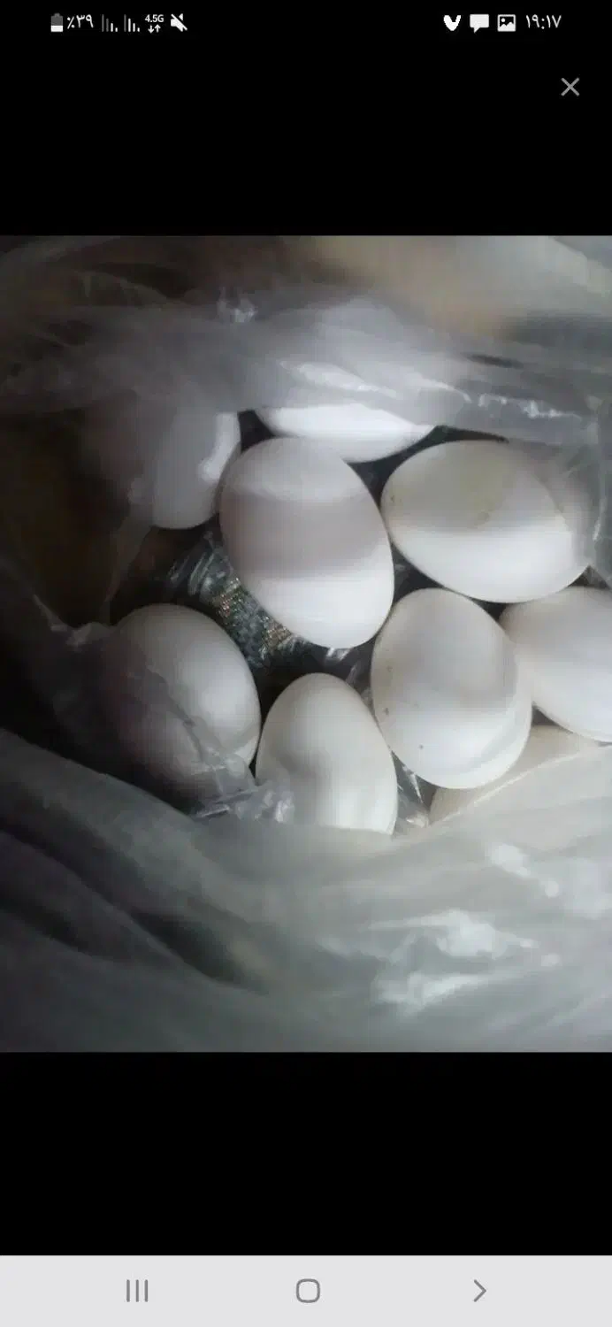 تخم مرغ|حیوانات مزرعه|مسجد سلیمان, |دیوار