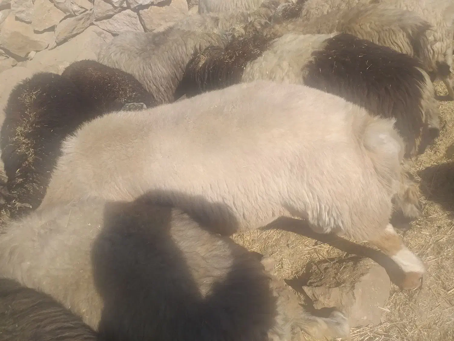 غوچ داشتی جوان هیکلی|حیوانات مزرعه|دهدشت, |دیوار