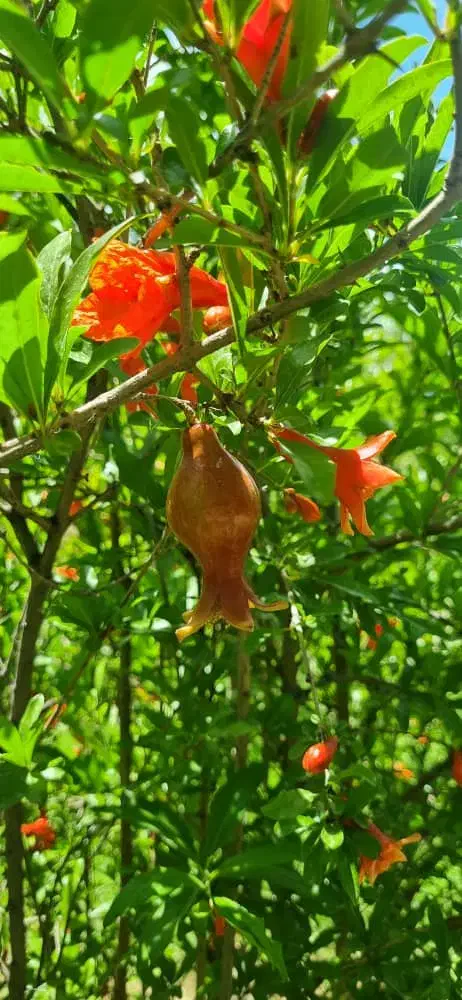 زمین باغی ۴ دیواری سند دار مشجر|فروش زمین و ملک کلنگی|هشتگرد, ایقربلاغ|دیوار