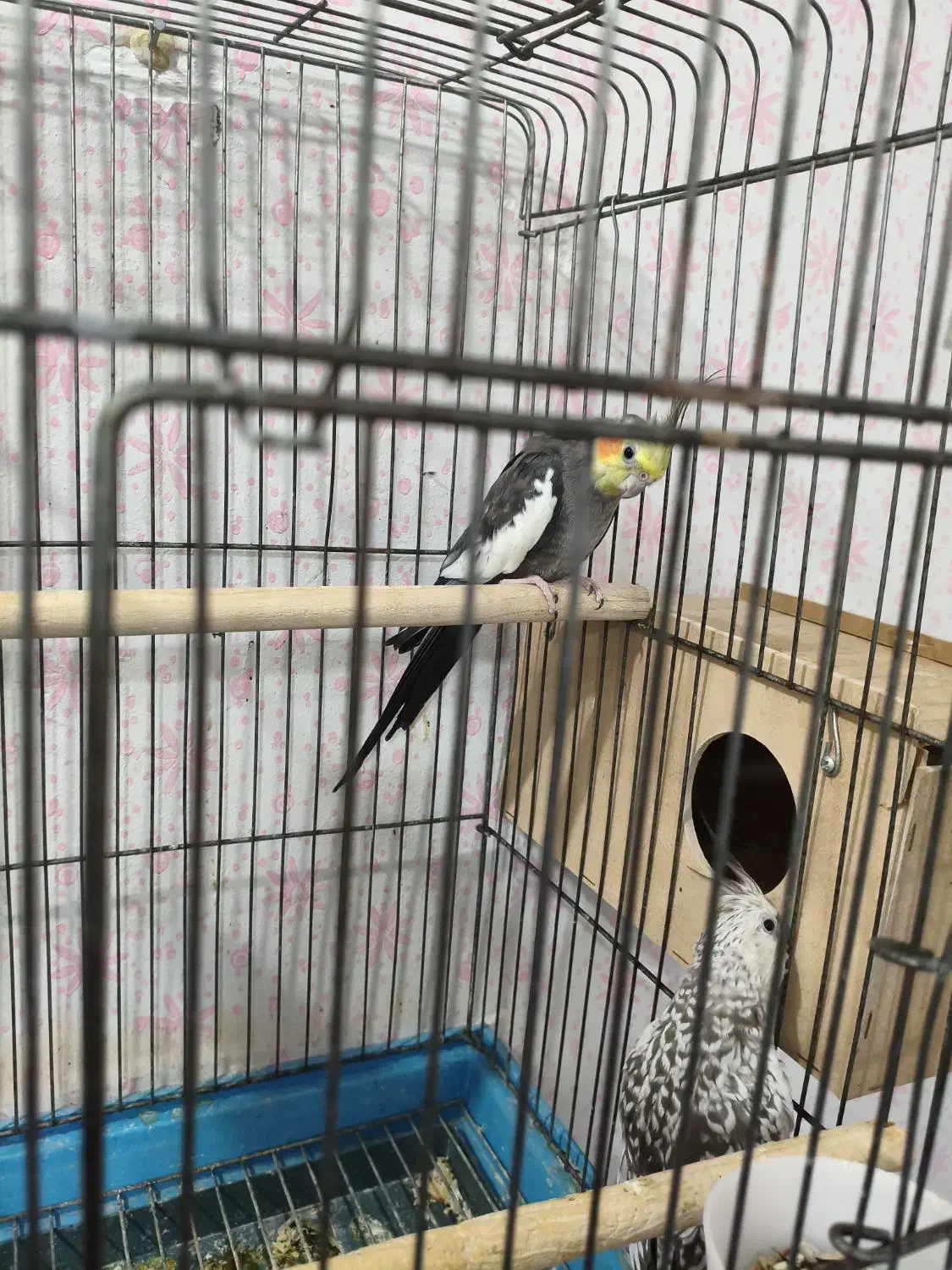 عروس هلندی و مرغ مینا|پرنده|اهواز, پردیس|دیوار