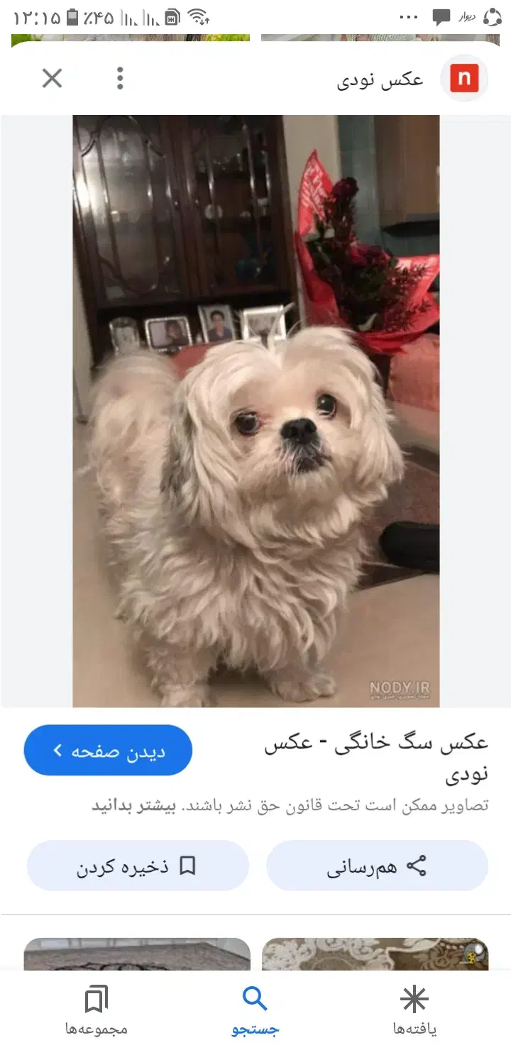 سگ پیداشده|حیوانات|بهبهان, |دیوار