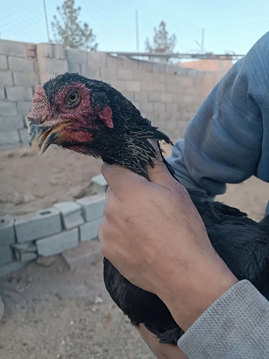 انواع مرغ و خروس لاری|حیوانات مزرعه|قائن, |دیوار