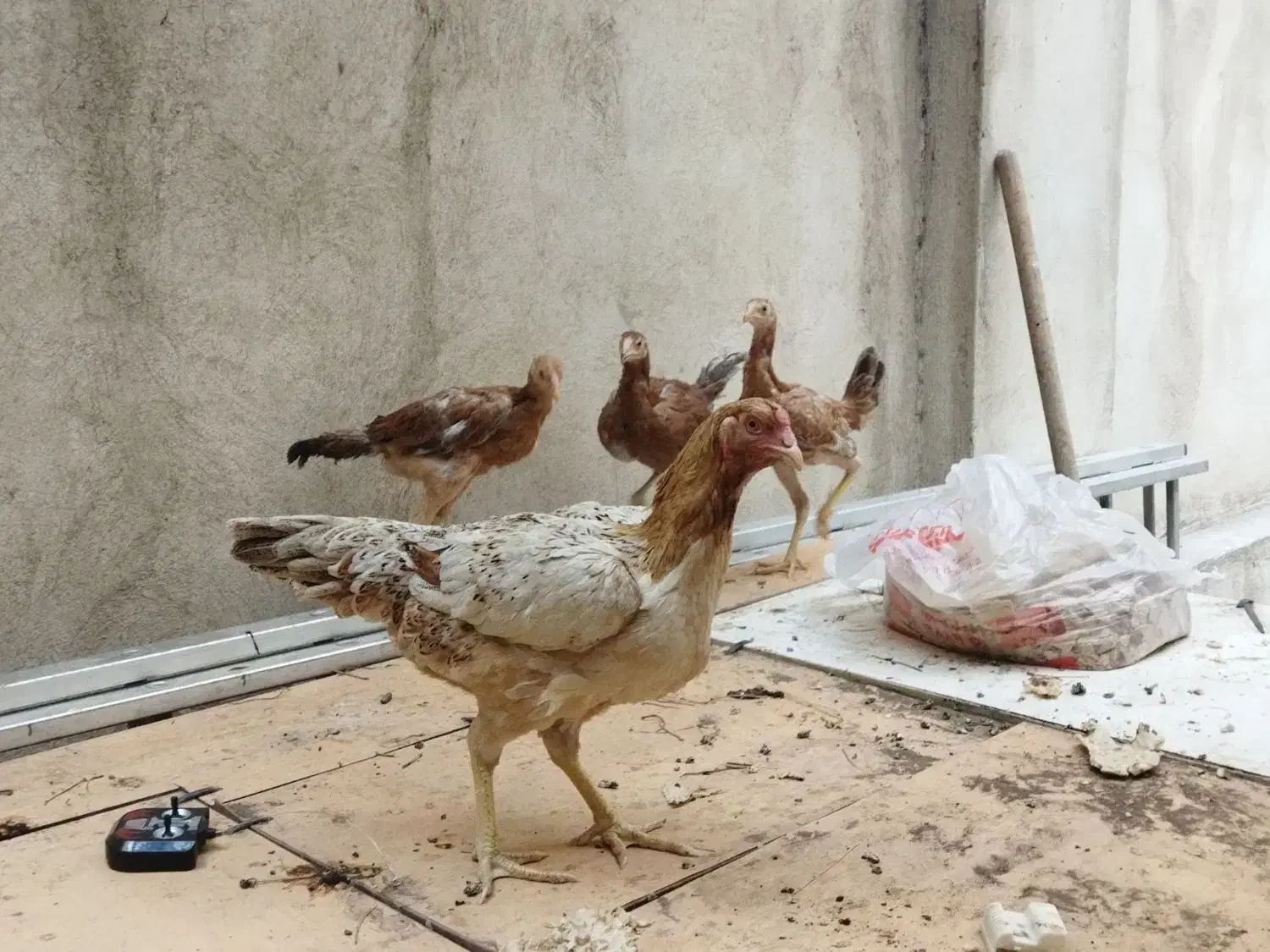 مرغ لاری و جوجه هاش|حیوانات مزرعه|تهران, شارق|دیوار