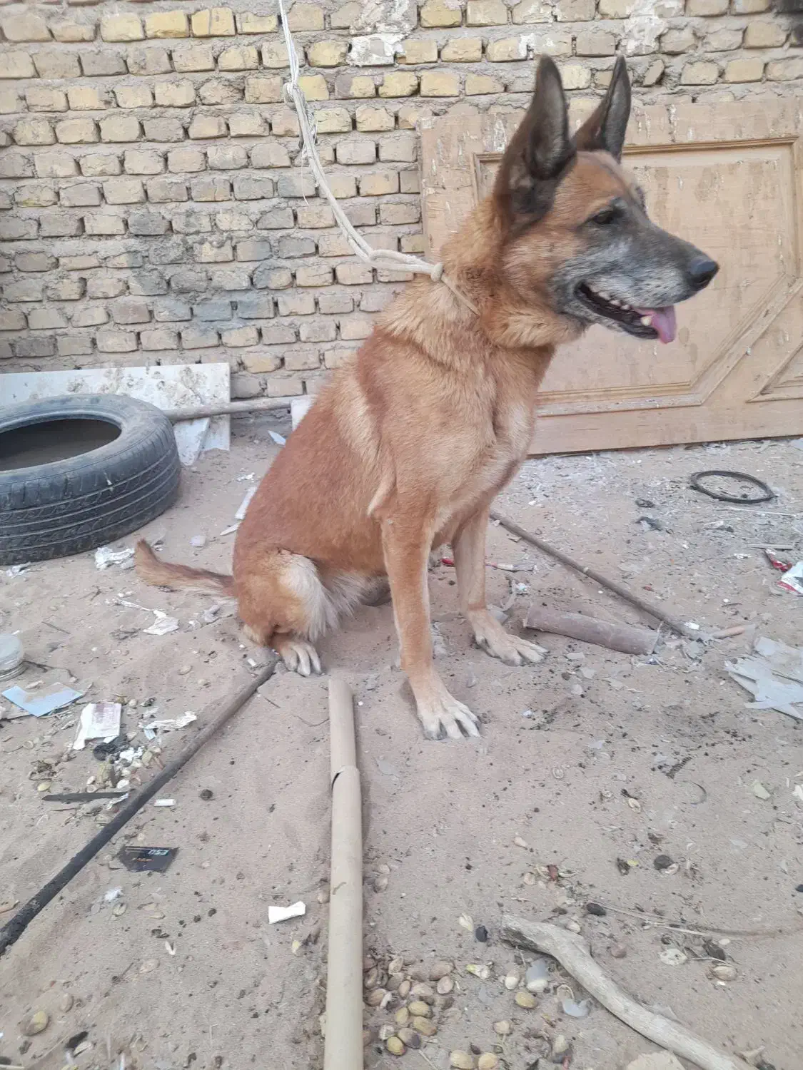 سگ جرمن|سگ|یزد, |دیوار