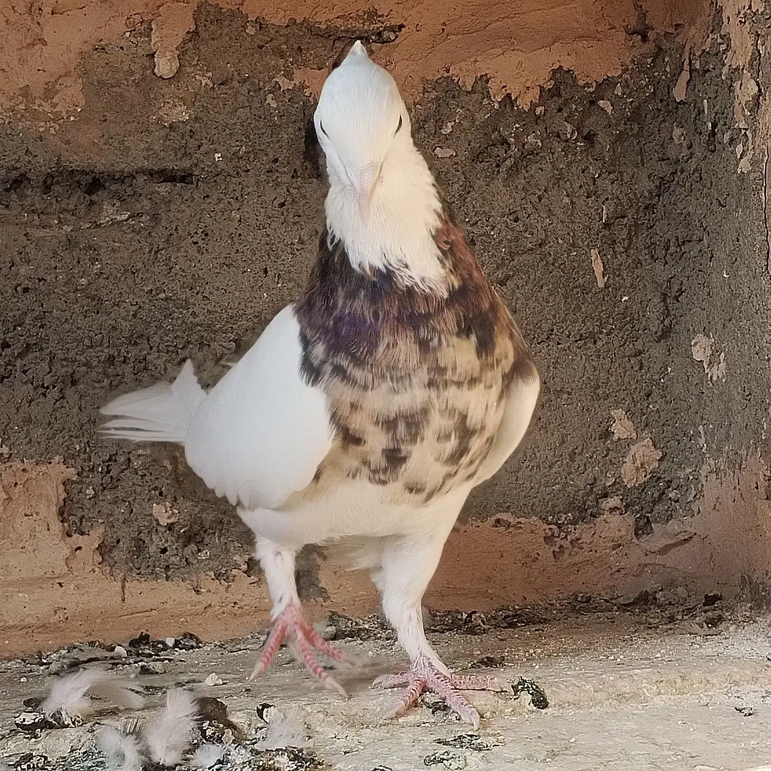 طوقی هفت رنگ. به شرط تخم جوجه|پرنده|سبزوار, امیر کبیر|دیوار