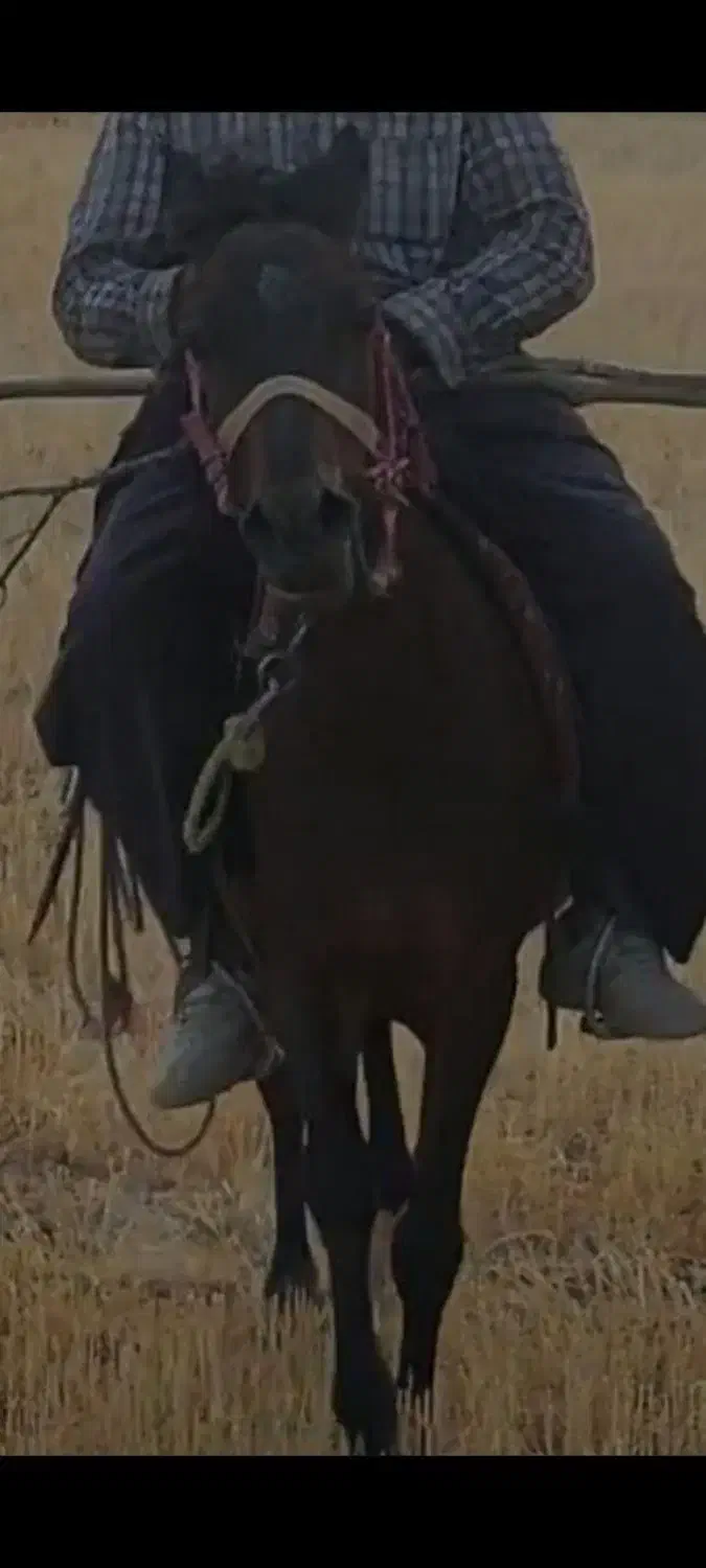 مادیون سن ۵سال ابستن|اسب و تجهیزات اسبسواری|سنندج, |دیوار