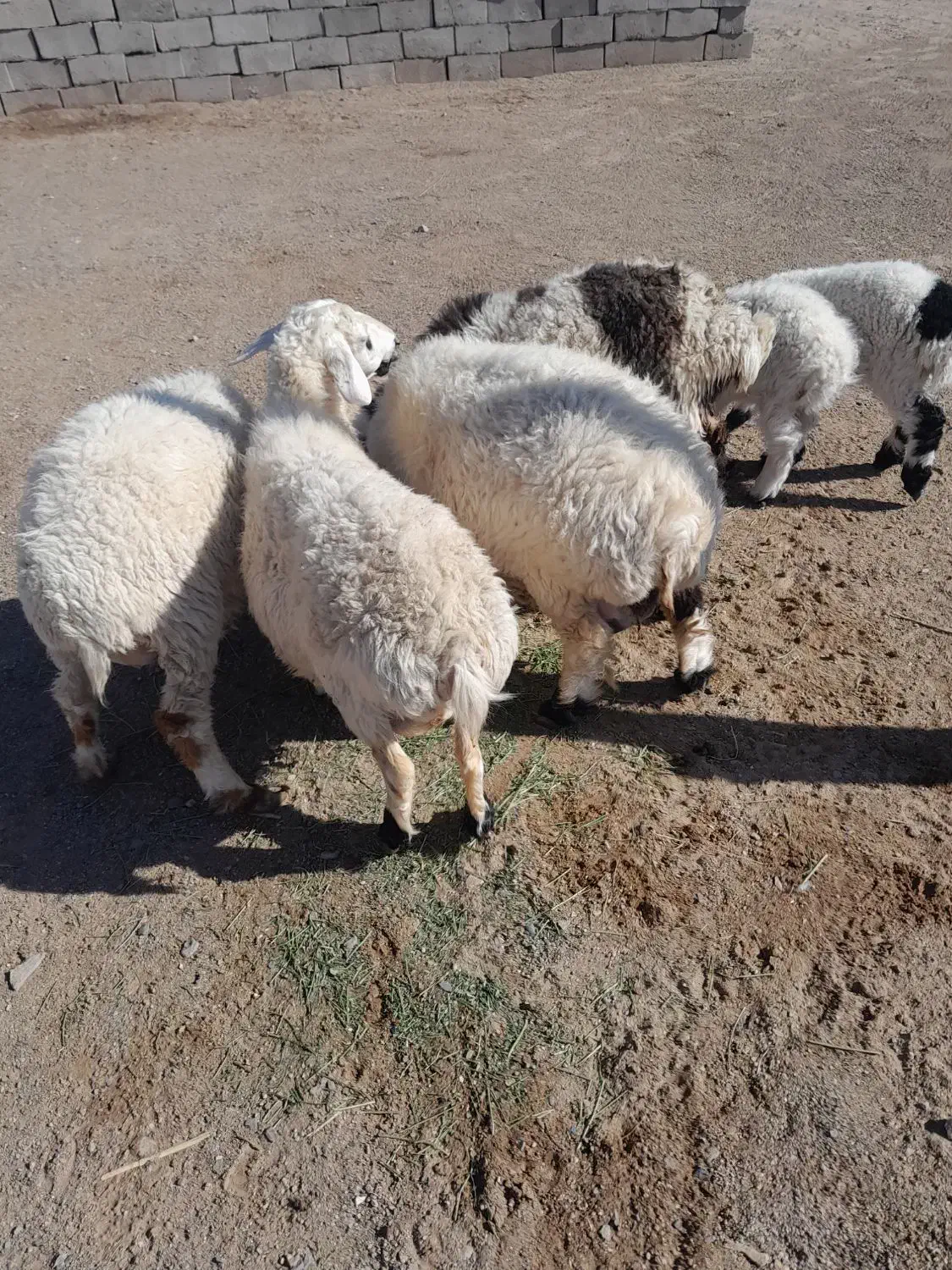 گله فروشی گوسفند وبز زائیده وآبست|حیوانات مزرعه|زاهدان, |دیوار