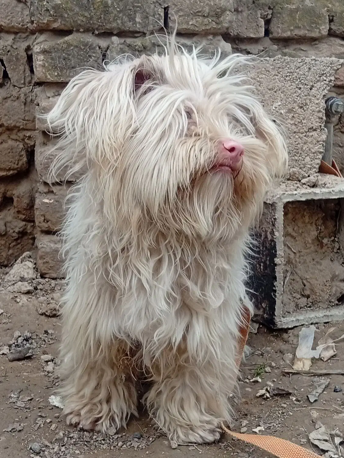 سگ پاکوتاه پشمالو|سگ|گنبد کاووس, |دیوار