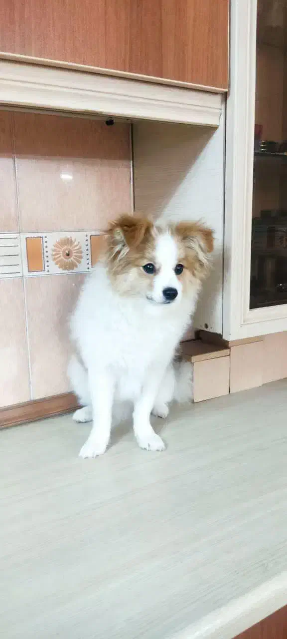 توله سگ 6 ماه|سگ|خاوران, |دیوار