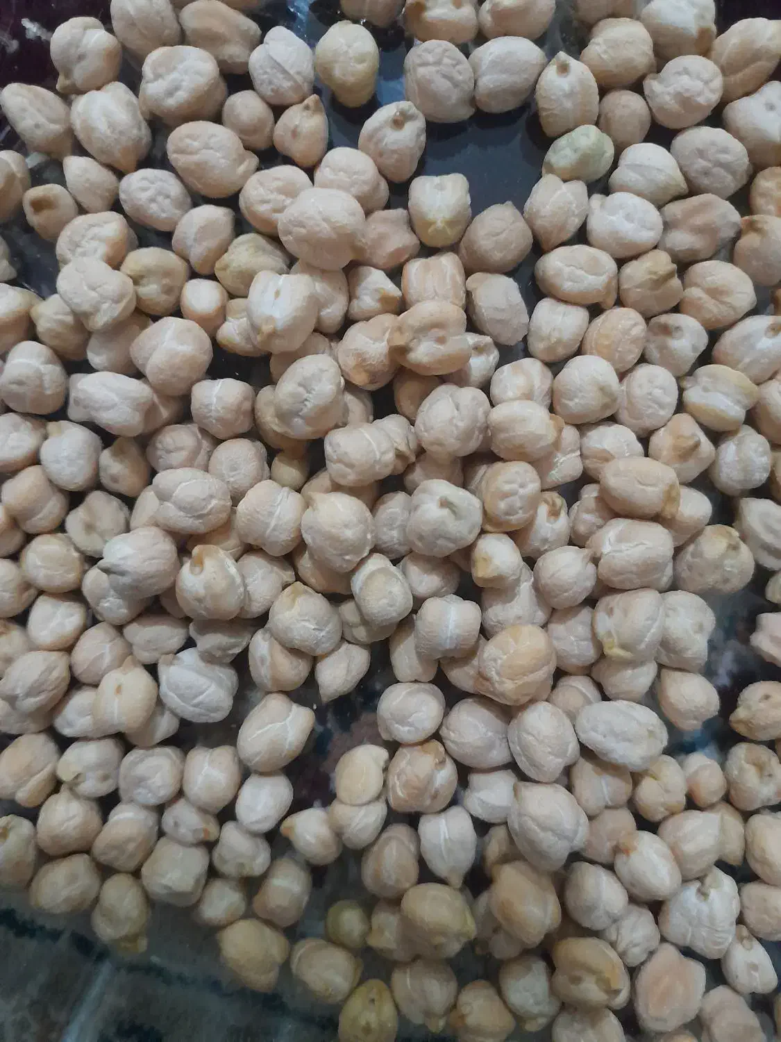 نخود زود پز دروشت|عمده‌فروشی|قیدار, |دیوار