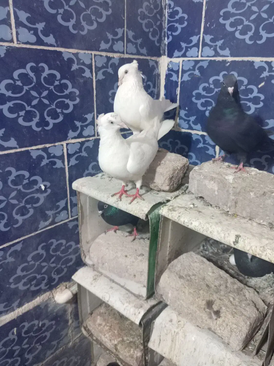 کفتر توقی نره و ماده و با سفید چشم سفید با زمانت|پرنده|بم, |دیوار