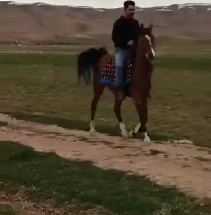 اسب|اسب و تجهیزات اسبسواری|شاهینشهر, دکتر حسابی|دیوار