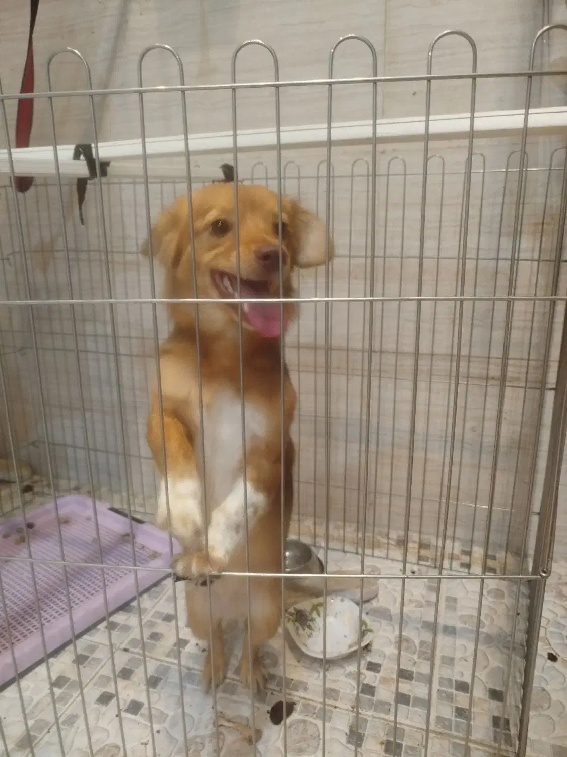 سگ اشپیترز تریر تربیت شده|سگ|خرمشهر, |دیوار