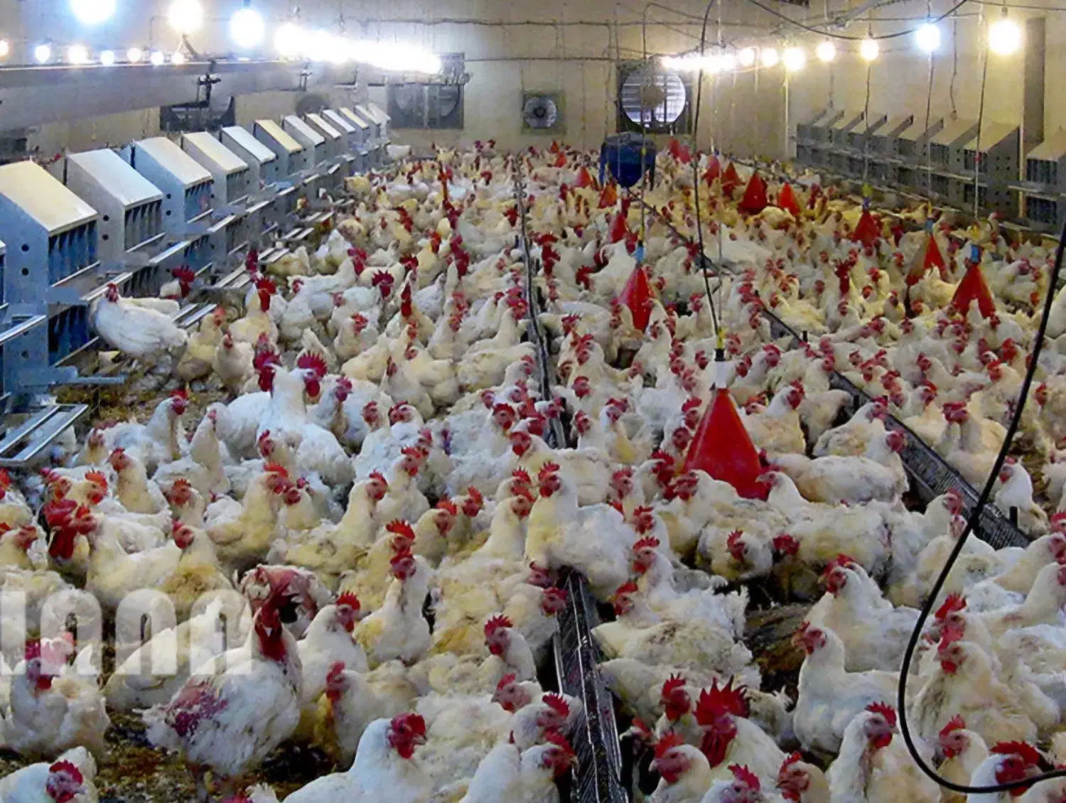 زمین با مجوز مرغداری گمیشان|فروش دفتر صنعتی، کشاورزی، تجاری|گمیشان, |دیوار