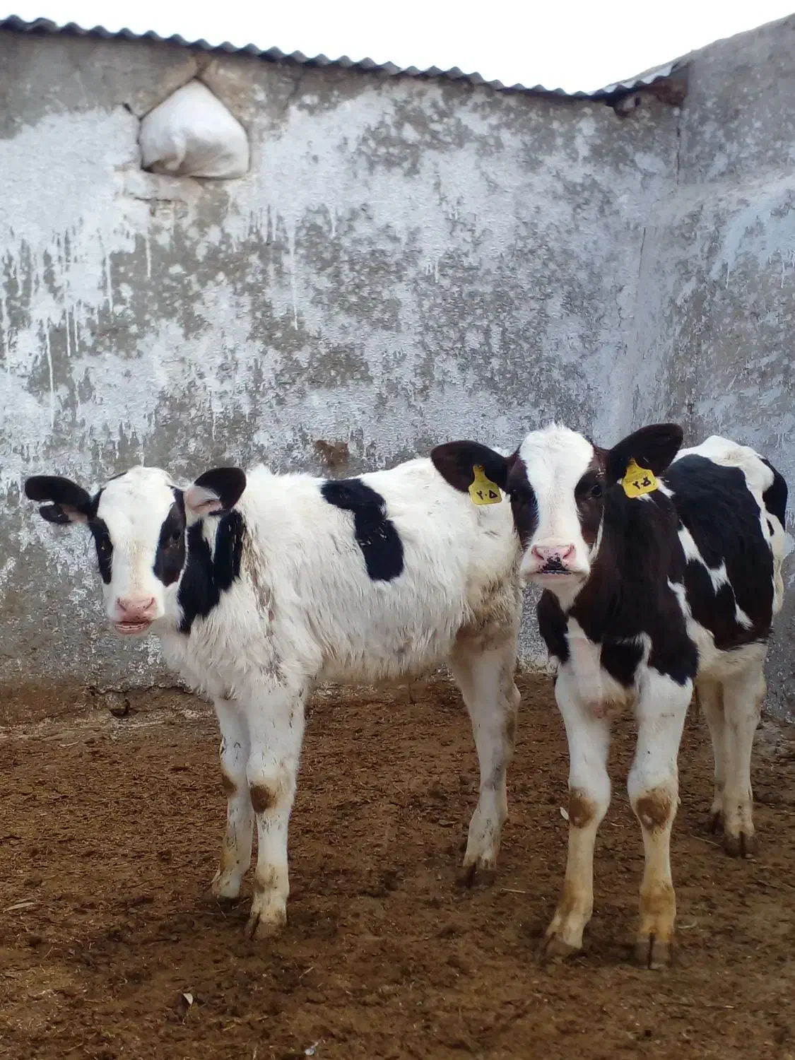 گوساله هلشتاین قطع شیر|حیوانات مزرعه|میلاجرد, |دیوار