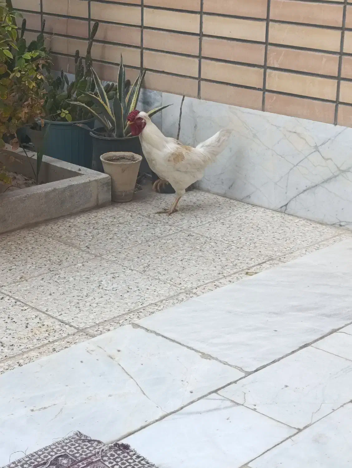 خروس بومی|حیوانات مزرعه|برخوار, |دیوار