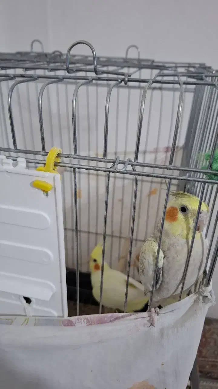 عروس هلندی|پرنده|قره ضیاالدین, |دیوار