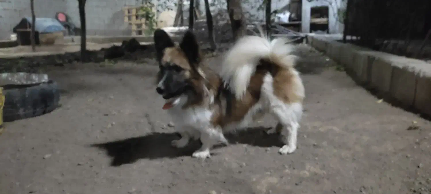 یک جفت اشپیز آلمانی اورجینال|سگ|خسروشاه, |دیوار